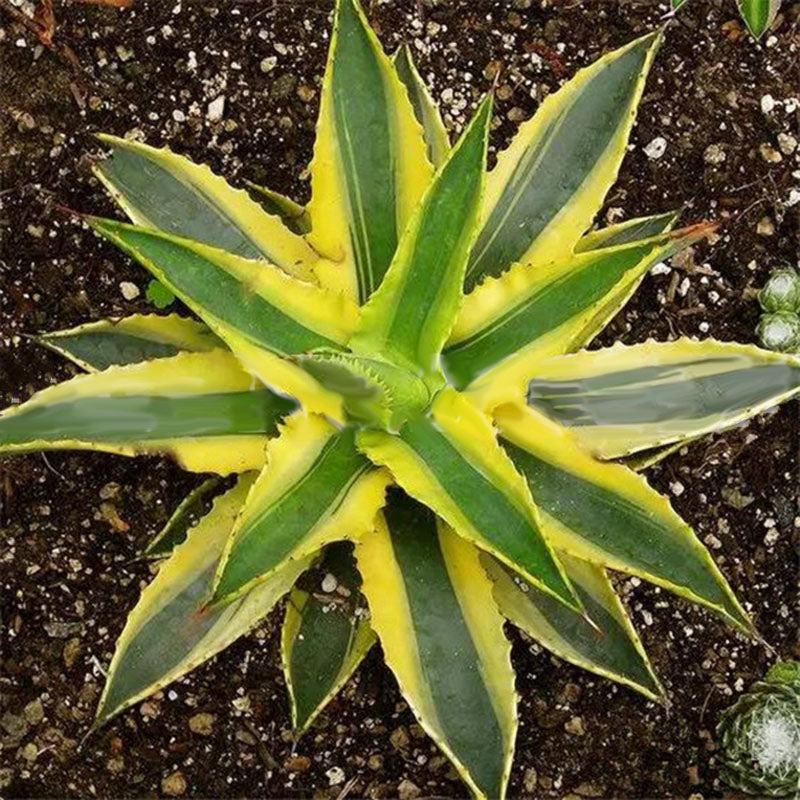 Egrow 100Pcs/Pack Aloe Cacti Agave Seeds Rare Succulent Plants Indoor Planta Agave-Americana Potted Agave Plants For Home Garden