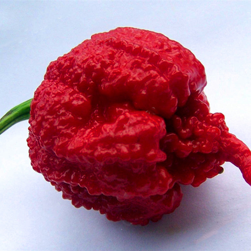 Egrow 100Pcs/Bag Devil Pepper Seeds Devil PeppBonsai World's Hottest Pepper Houseplants Edible Seeds