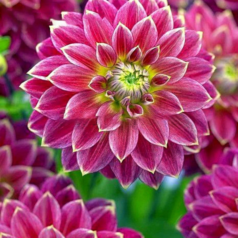 Egrow 100Pcs/Bag Rare Rainbow Chinese Peony Flowers Seeds Bonsai Garden for Home Garden Plants