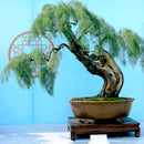 Egrow 20Pcs/Pack  Willow Seeds Willow Tree Plant Bonsai Hardy Exotic Species Fast Growing Garden Plants Perennial Evergreen Plants