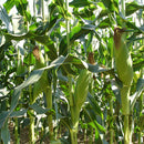 Egrow 30Pcs/Pack Yellow Corn Seeds Garden Farm Courtyard Planting Organic Fruit Vegetable Seeds