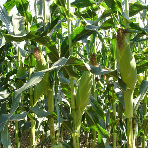 Egrow 30Pcs/Pack Yellow Corn Seeds Garden Farm Courtyard Planting Organic Fruit Vegetable Seeds