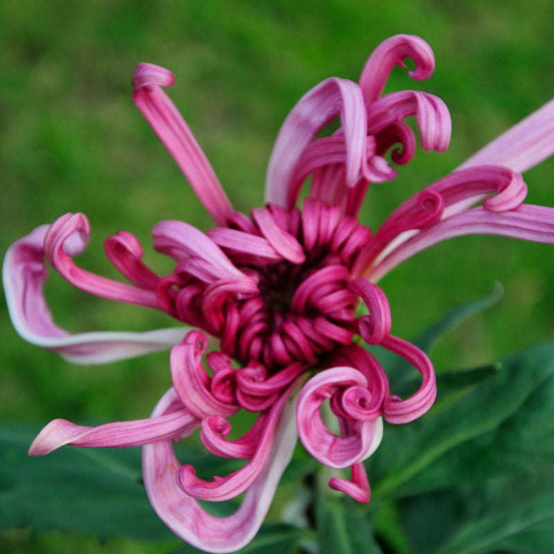 Egrow 40Pcs/Pack Ball Chrysanthemum Seeds Softcover Bonsai Balcony Plants