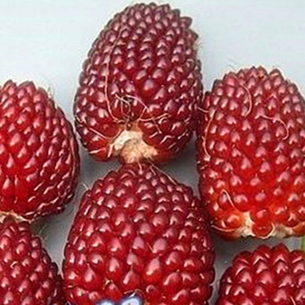 Egrow 500Pcs/Pack Jackfruit Strawberry Seeds Garden Plants Fruit Seeds