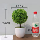 Office Decorative Trees Potted Plant Potted Pot Decorative Decoration