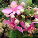 Egrow 50 Pcs/Pack Rhodomyrtus Tomentosa Seeds Rhodomyrtus Tomentosa Tree Semente Plant Rhodomyrtus Tomentosa