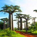 Egrow 5Pcs/Bag Adansonia Digitata Baobab Tree Seeds Rare Baobab Seeds Tropical Plant Garden Seeds