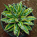 Egrow 100Pcs/Pack Aloe Cacti Agave Seeds Rare Succulent Plants Indoor Planta Agave-Americana Potted Agave Plants For Home Garden