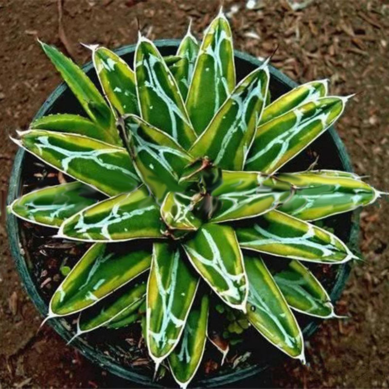 Egrow 100Pcs/Pack Aloe Cacti Agave Seeds Rare Succulent Plants Indoor Planta Agave-Americana Potted Agave Plants For Home Garden