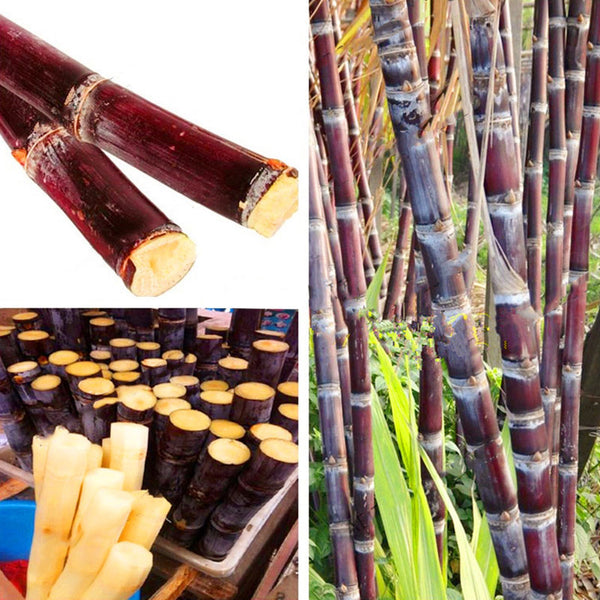 Egrow 100PCS/Pack Sugarcane Seeds Succulent Sugar Cane Bonsai Delicious Vegetable And Fruits Garden Plant