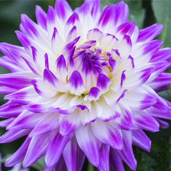 Egrow 100Pcs/Pack Multi-Colored Dah lia Seeds Flores Bonsai Flower Plant Plantas for Home & Garden