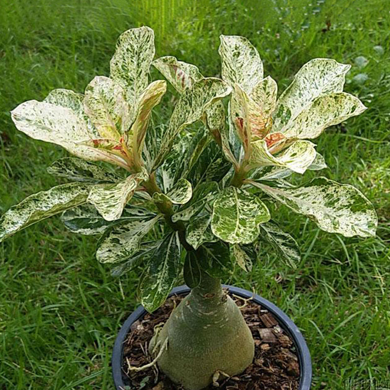 Egrow 1Pcs/Pack Rose Seeds Desert Rose Scarce Grafted Variegated Leaves Petals Home Garden Flowers Adenium Obesum