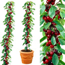 Egrow 20 Pcs/Bag Cherry Seeds Home Indoor Fruit Bonsai Dwarf Cherry Tree Seed Planting