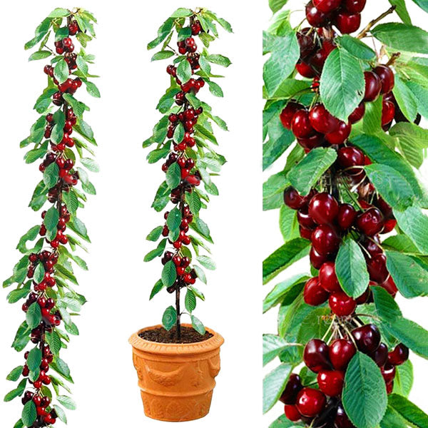 Egrow 20 Pcs/Bag Cherry Seeds Home Indoor Fruit Bonsai Dwarf Cherry Tree Seed Planting