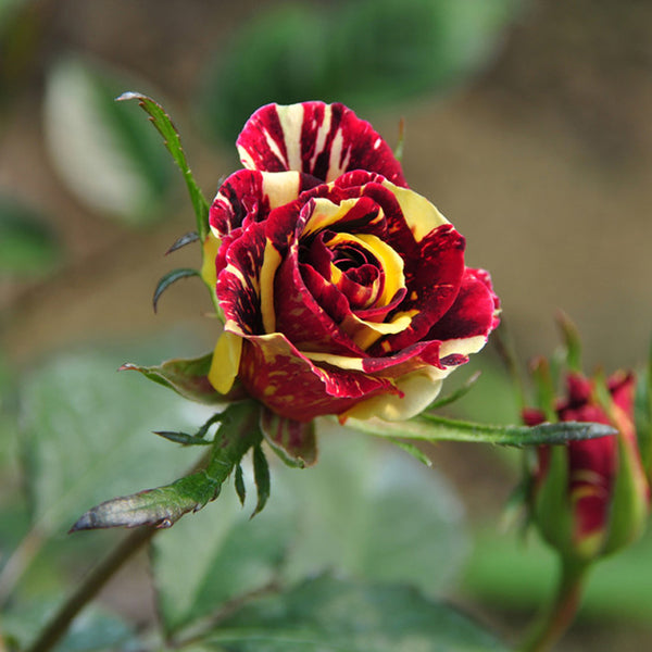 30Pcs Meteoric Shower Rose Seeds Abracadabra Seeds Flower Bonsai DIY Home Garden Dec