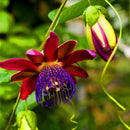 Egrow 100Pcs/Pack Passiflora Seeds Flower Flores Vine Fruit Passiflora Bonsai Plant Plantas DIY Home Garden