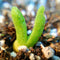 10pcs Monilaria Obconica Succulent Plants Seeds Garden Aizoaceae Perennial Herb
