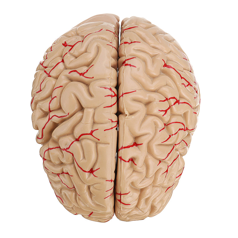 Life Size Human Brain Model w/ Arteries Medical Anatomical Cerebral Mo ...