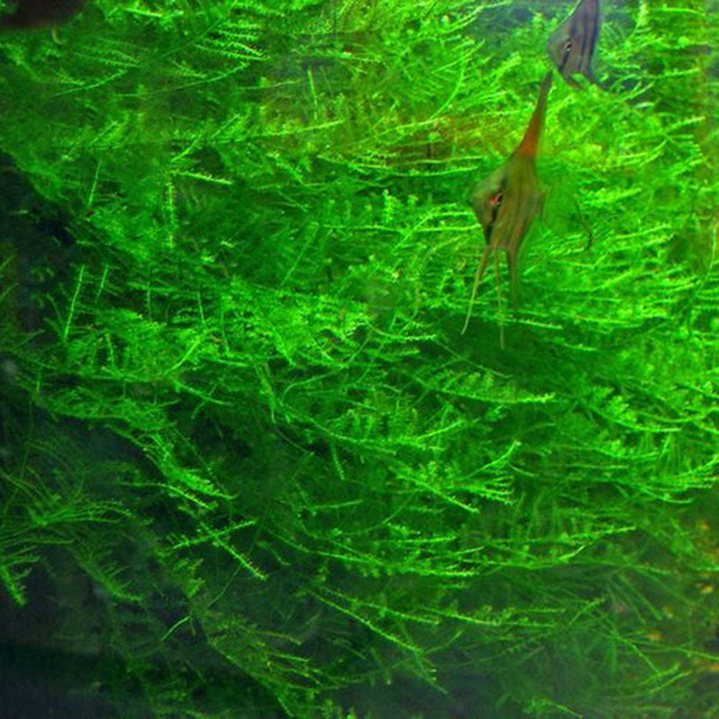 Egrow 200PCS/Pack Moss Live Aquatic Plants Seeds Aquarium Water Grass Bonsai Flower Landscape Decoration Ornament