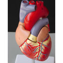 Life Size Human Heart Model Anatomical Cardiac Model Learning Lab Supplies Medical Model