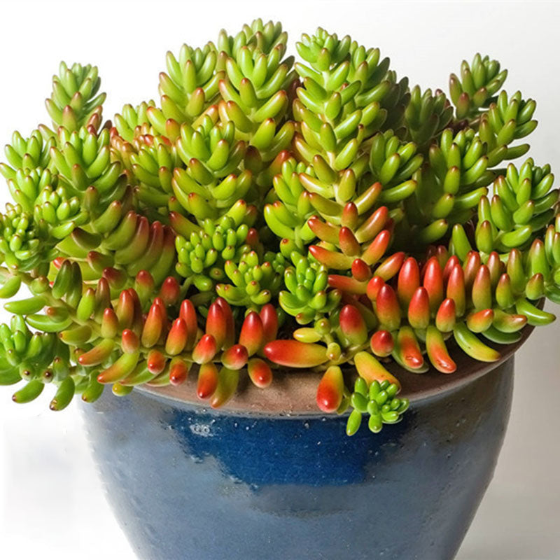 Egrow 100Pcs/Pack Sedum Succulent Seeds Potted Plant Flowers Radiation Fleshy Bonsai