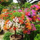 Egrow 100Pcs/Pack Colorful Bougainvillea Flower Seeds Spectabilis Willd Plants Perennial Flower Garden Bonsai Potted Plant
