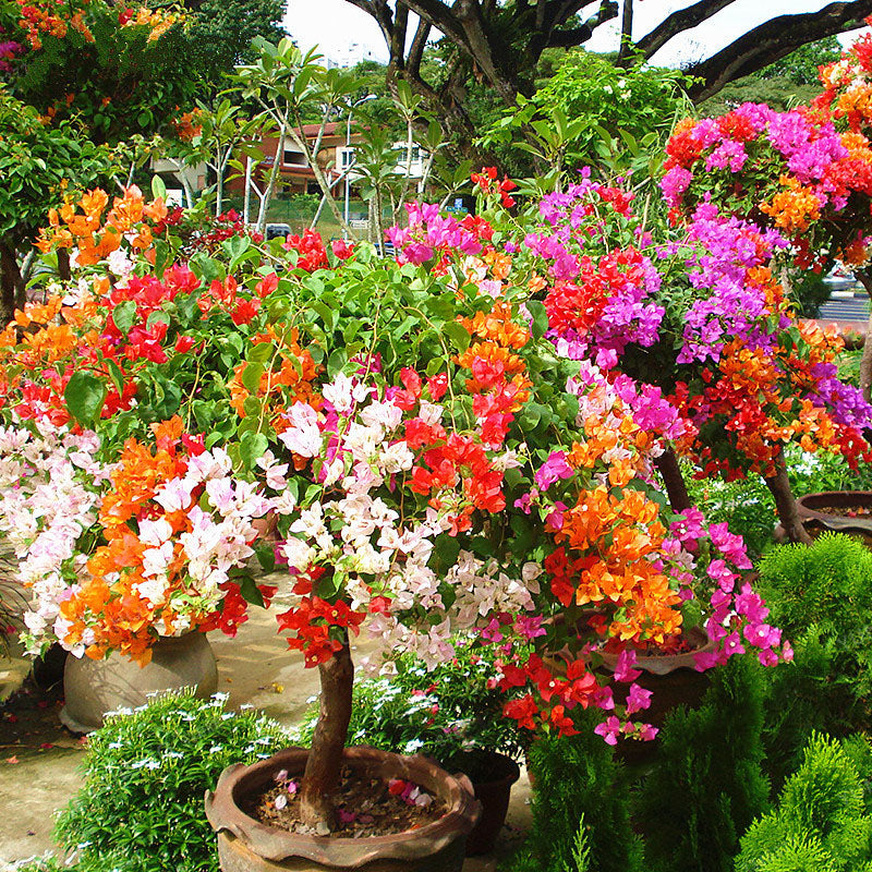 Egrow 100Pcs/Pack Colorful Bougainvillea Flower Seeds Spectabilis Willd Plants Perennial Flower Garden Bonsai Potted Plant