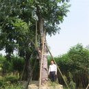 Egrow 50 Pcs/Pack Mahogany Tree Seeds West Indian Mahogany Tree Plant Cuban Mahogany