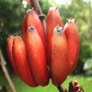 Egrow 40Pcs/Pack Red Banana Seeds Garden Potted Fruit Tree Bonsai