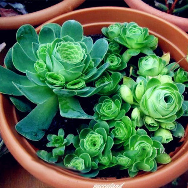 Egrow 100Pcs/Pack Greenovia Flowers Seeds Green Mountain Rose Succulent Plants Bonsai Seed