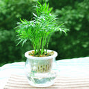 Egrow 30 PCS/Pack Lucky Bamboo Seeds Choose Potted Bonsai Variety Complete Dracaena Plant Hight Budding Rate