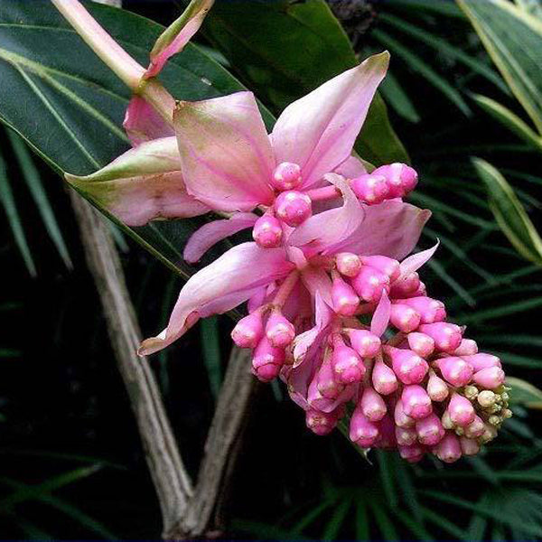 Egrow 100Pcs/Pack Medinilla Magnifica Flower Seeds Beautiful Bonsai Plants For Home Garden Decor