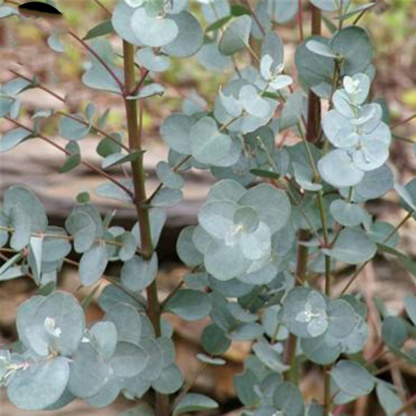 Egrow 30 Pcs/Pack Eucalyptus Seeds Silver Dollar Tree Eucalyptus Cinerea