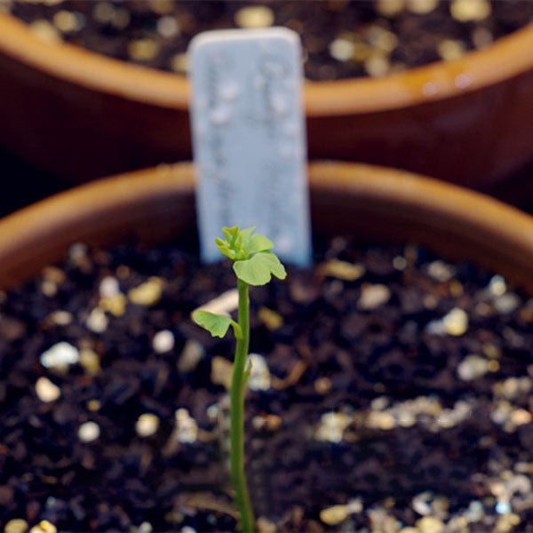 Egrow 5 Pcs/Pack Ginkgo Biloba Seeds Rare Maidenhair Tree Seed Strong Adaptability Garden Fruit Tree