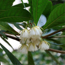 Egrow 30 Pcs/Pack Elaeocarpus Seeds Elaeocarpus Decipiens Tree Plant Elaeocarpus Sylvestris