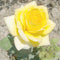 200PCS Colorful Rose Flower Seeds Garden Bonsai Planting