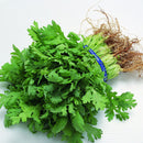 Egrow 50Pcs/Bag Small Parsley Seeds Japanese Small Parsley Seeds 50 Pcs Organic Vegetable Seeds