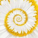 Egrow 30Pcs/Pack White Miracle Daisy Seeds Garden Hardy Bonsai Plants Rare Ornamental Flower Seeds