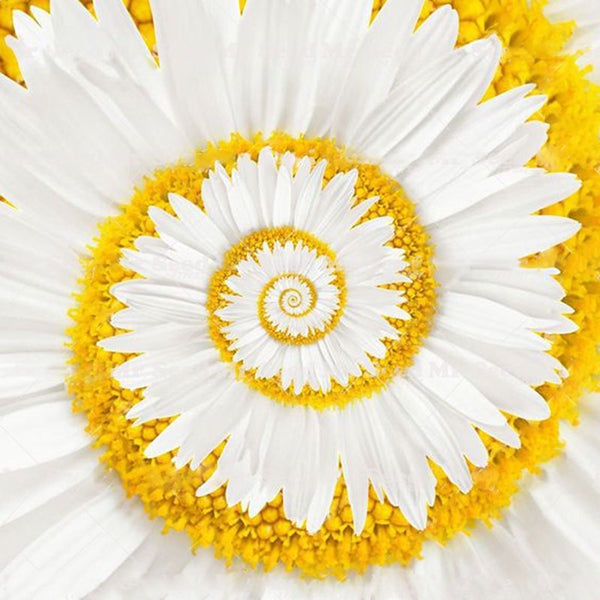 Egrow 30Pcs/Pack White Miracle Daisy Seeds Garden Hardy Bonsai Plants Rare Ornamental Flower Seeds