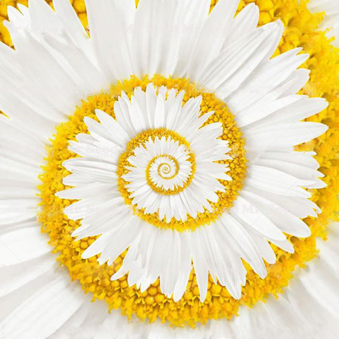 Egrow 30Pcs/Pack White Miracle Daisy Seeds Garden Hardy Bonsai Plants Rare Ornamental Flower Seeds