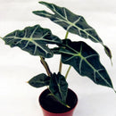 Egrow 50 Pcs/Pack Alocasia Seeds Plant Black Leaf Alocasia Bonsai Tree Indoor Ornamental Plants Home Garden Decoration