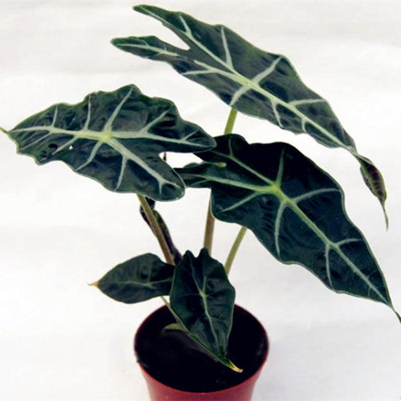 Egrow 50 Pcs/Pack Alocasia Seeds Plant Black Leaf Alocasia Bonsai Tree Indoor Ornamental Plants Home Garden Decoration