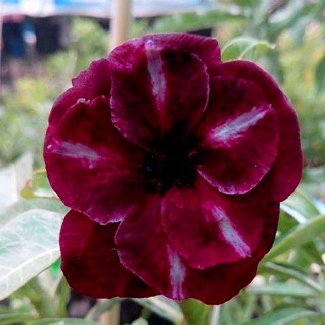 Egrow 5Pcs/Pack Brown Black Desert Rose Seeds Balcony Bonsai Ornamental Flowers Adenium Plants