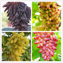 Egrow 50 Pcs/Pack Finger Grape Seed Delicious Potted Fruit Grapes Plant Seeds For Home And Garden
