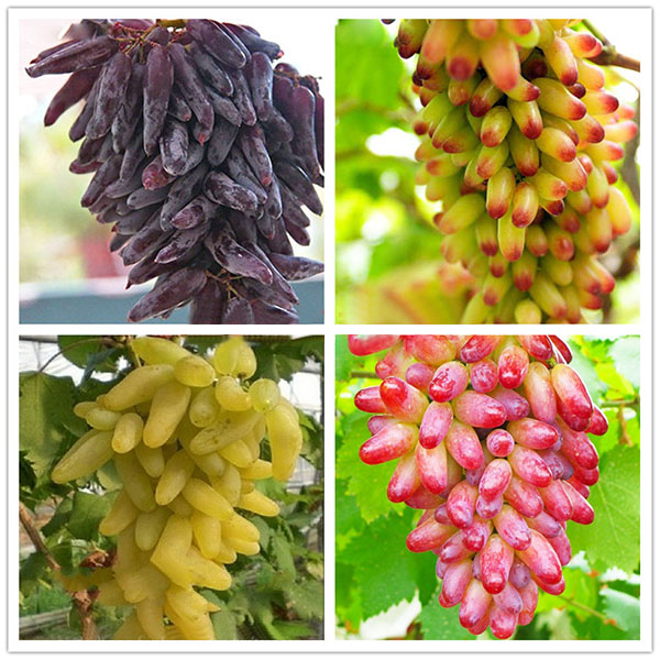 Egrow 50 Pcs/Pack Finger Grape Seed Delicious Potted Fruit Grapes Plant Seeds For Home And Garden