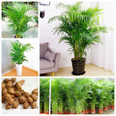 Egrow 5 Pcs/Pack Potted Bamboo Seeds Home Decoration Areca Palm Bonsai Butterfly Palm Plants Bonsai