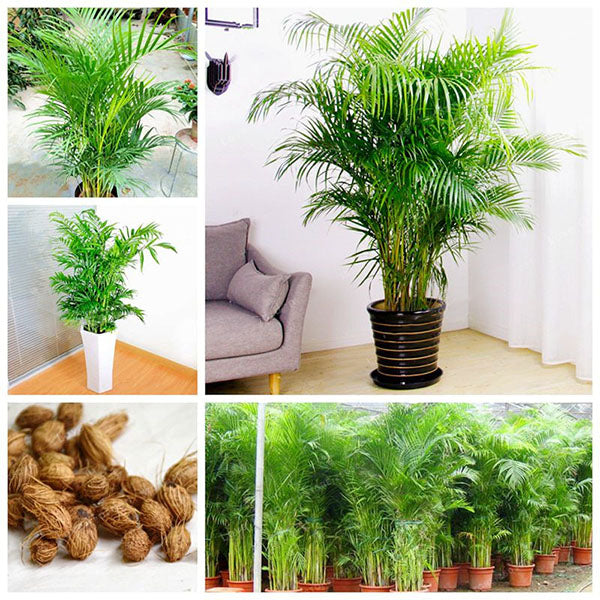 Egrow 5 Pcs/Pack Potted Bamboo Seeds Home Decoration Areca Palm Bonsai Butterfly Palm Plants Bonsai