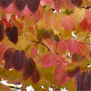 Egrow 30 Pcs/Pack Katsuratree Seeds Katsuratree Tree Plant Cercidiphyllum Japonicum