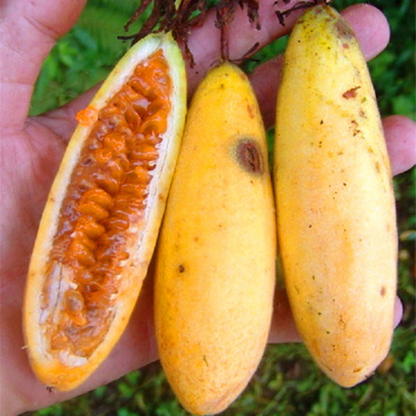 Egrow 50Pcs/Pack Banana Passion Fruit Seeds Tropical Passiflora Bonsai  Garden Family Indoor Bonsai Flower Plants