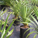 Egrow 50Pcs/Bag Fragrant Grass Seeds Annual Pandan Flower Potted Seeds Fragrant Spices DIY Seeds